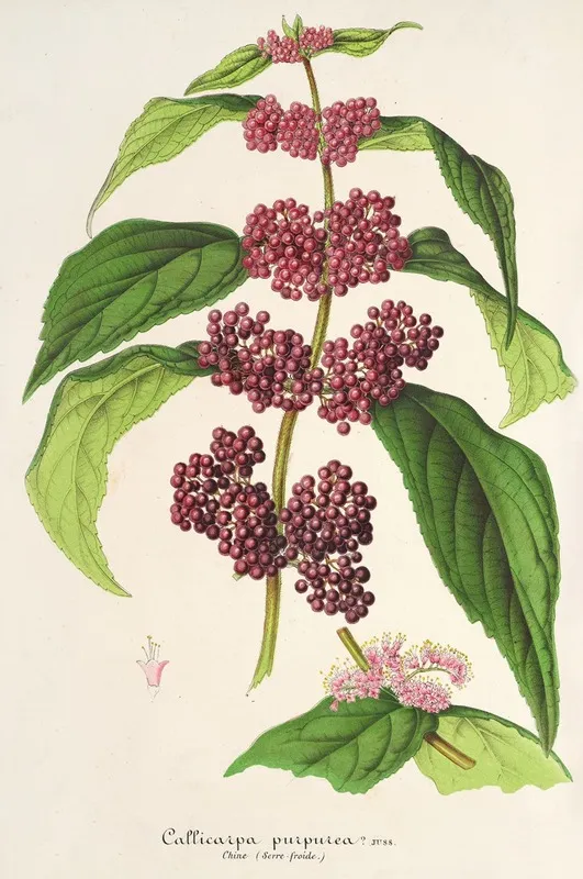 Callicarpa Purpurea Wall Art by Charles Antoine Lemaire - High-Resolution Digital Print