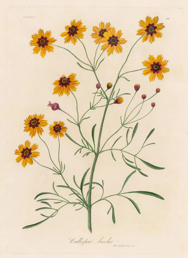 Calliopsis Bicolor Wall Art by Gaetano Savi - High-Resolution Digital Print