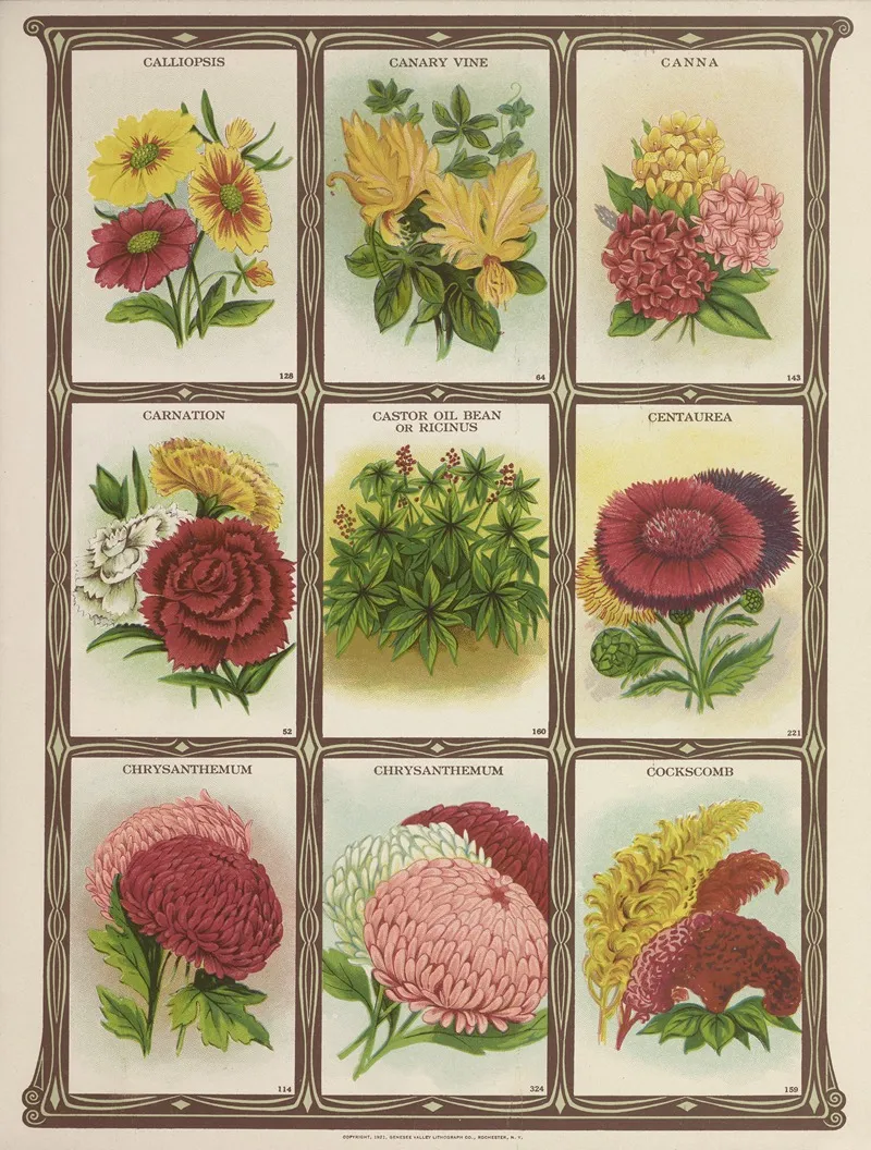 Calliopsis Canary Vine Canna Carnation Wall Art by Genesee Valley Lithograph Co. - High-Resolution Digital Print