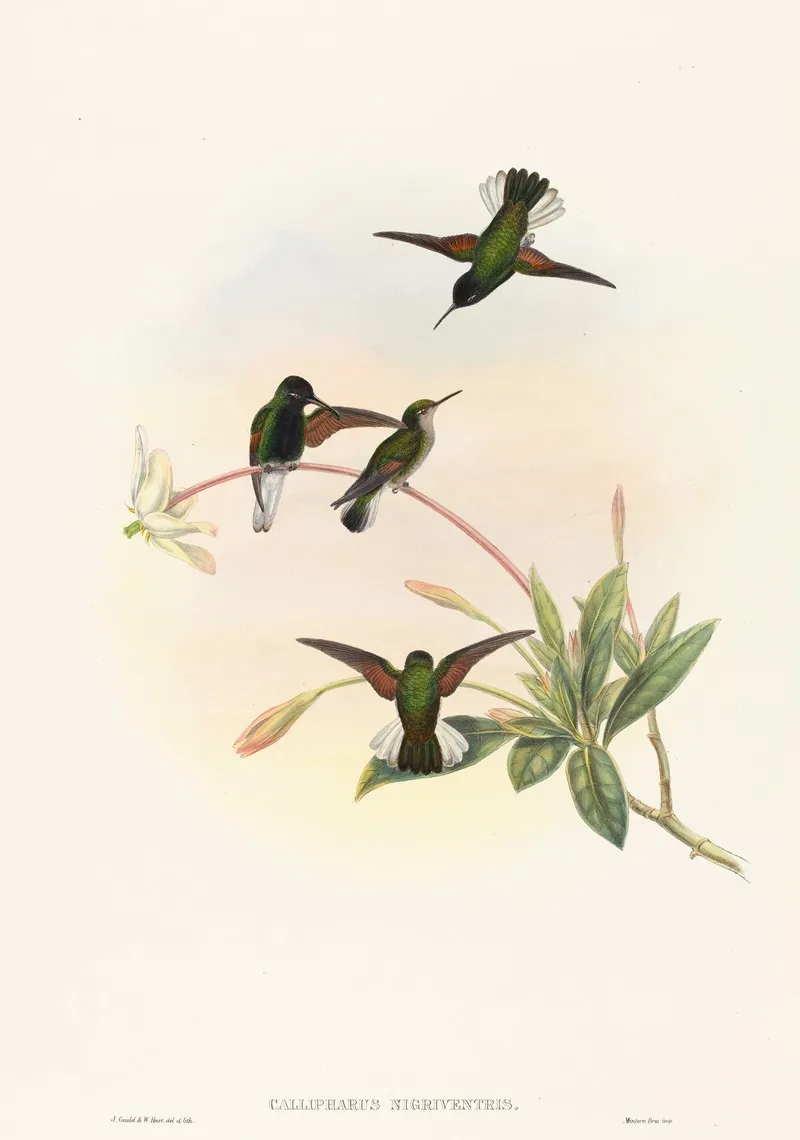 Callipharus Nigriventris Black Bellied Hummingbird Wall Art by John Gould - High-Resolution Digital Print