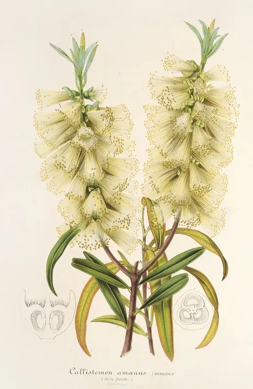 Callistemon Amoenus Wall Art by Charles Antoine Lemaire - High-Resolution Digital Print