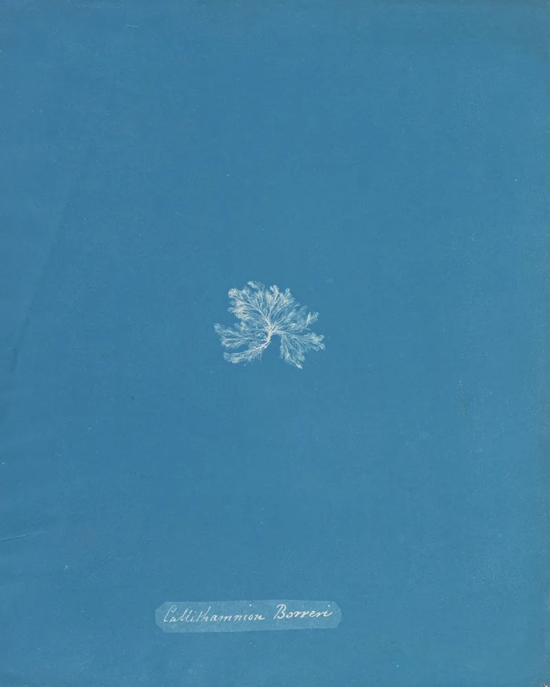 Callithamnion Borreri Wall Art by Anna Atkins - High-Resolution Digital Print
