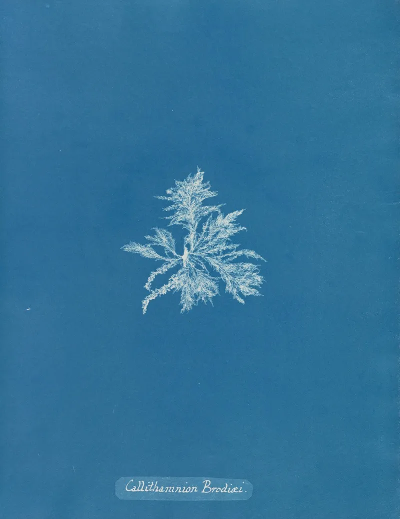 Callithamnion Brodiaei Wall Art by Anna Atkins - High-Resolution Digital Print