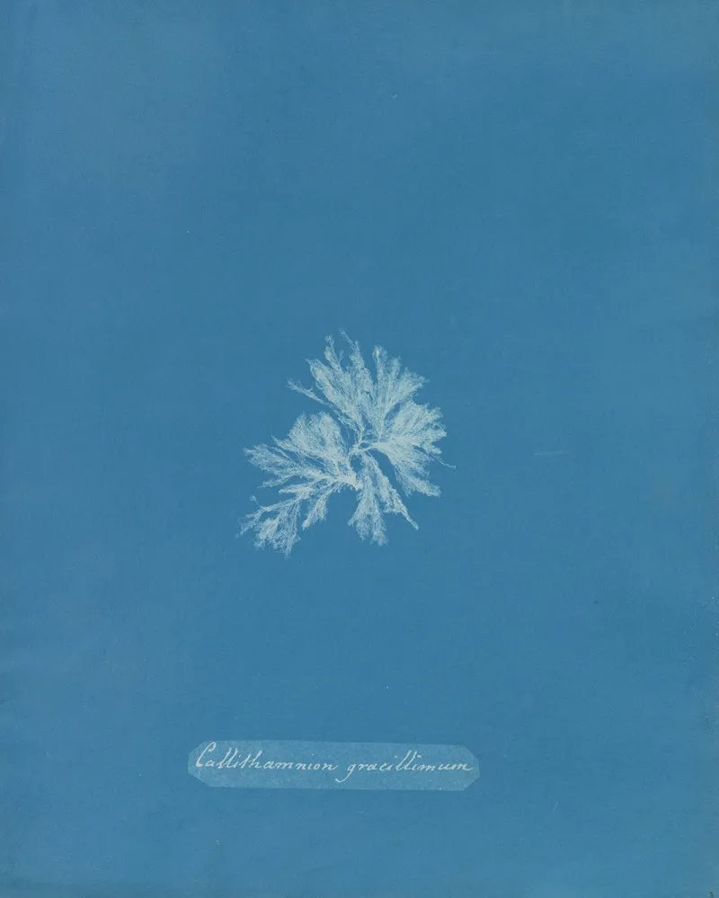 Callithamnion Gracillimum Wall Art by Anna Atkins - High-Resolution Digital Print
