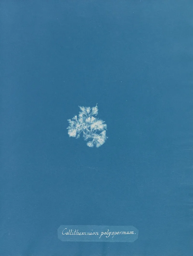 Callithamnion Polyspermum Wall Art by Anna Atkins - High-Resolution Digital Print