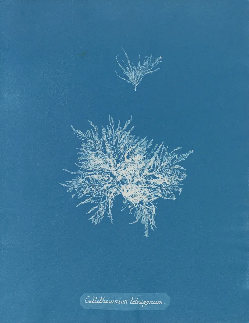 Callithamnion Tetragonum Wall Art by Anna Atkins - High-Resolution Digital Print
