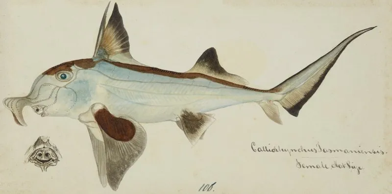 Callorhynchus Milii Tas Elephant Fish