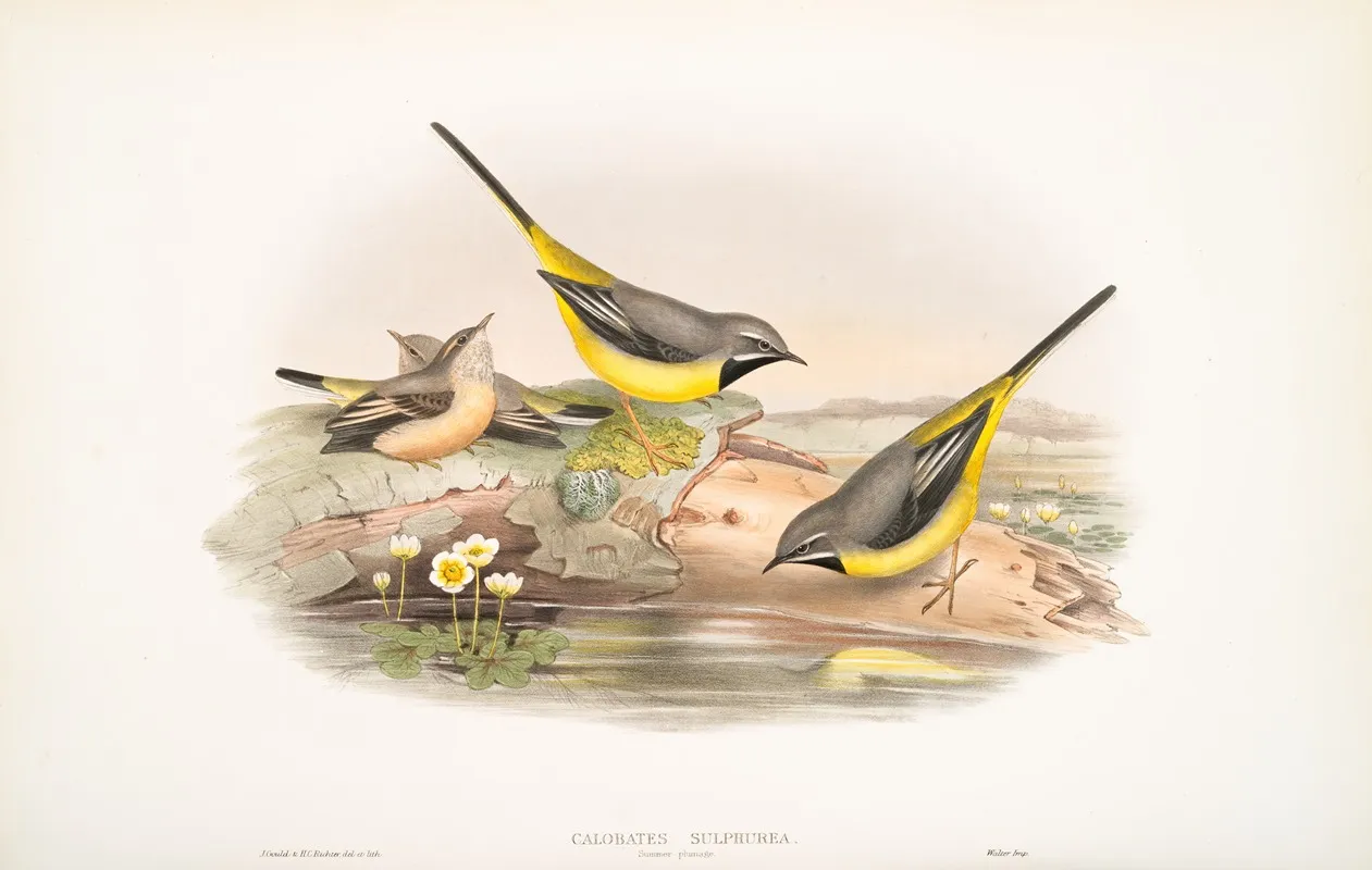 Calobates Sulphurea Summer Plumage Grey Wagtail Wall Art by John Gould - High-Resolution Digital Print