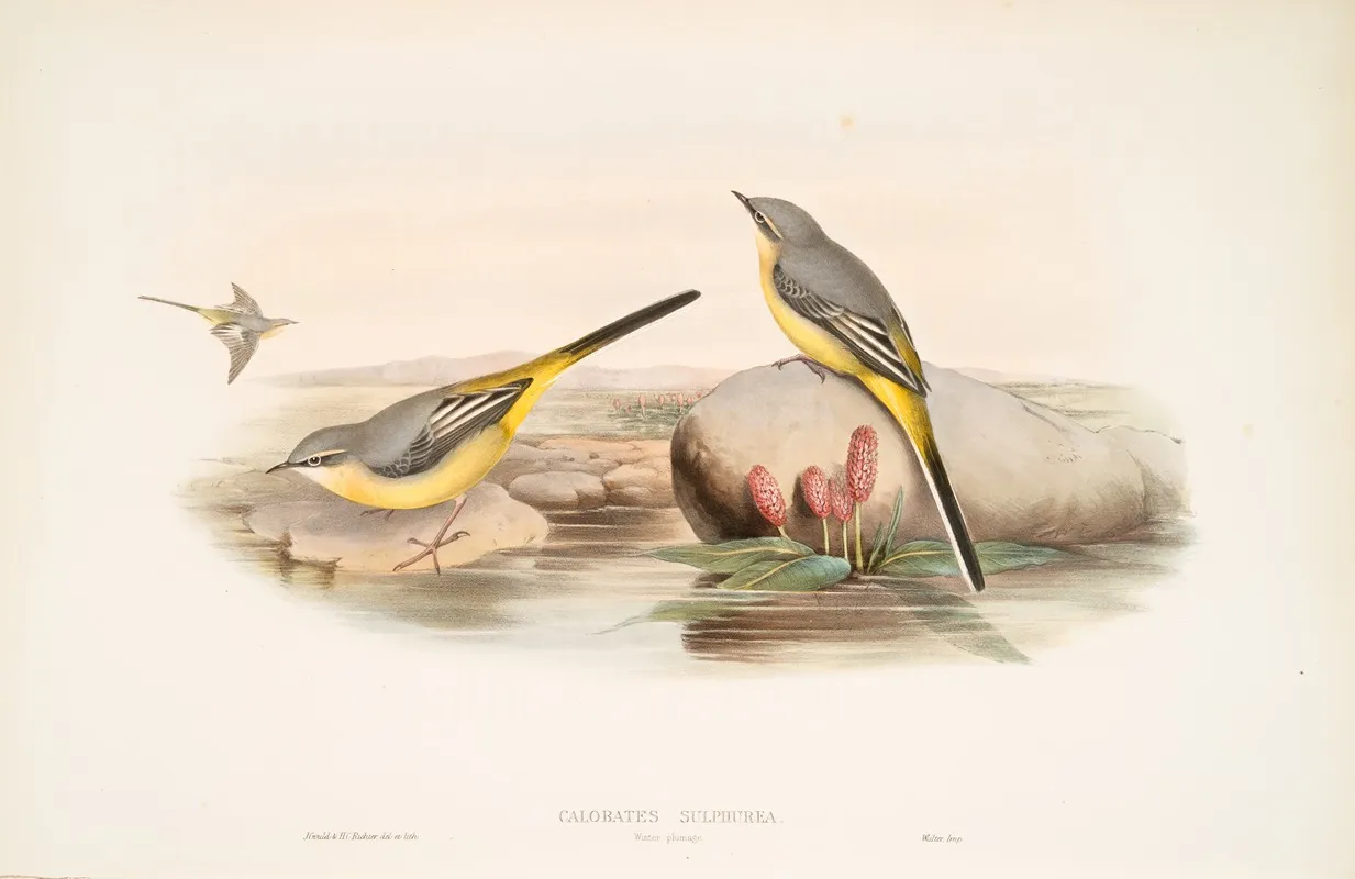 Calobates Sulphurea Winter Plumage Grey Wagtail Wall Art by John Gould - High-Resolution Digital Print