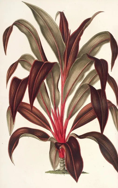 Calodracon Terminalis Var Moorei Wall Art by Charles Antoine Lemaire - High-Resolution Digital Print