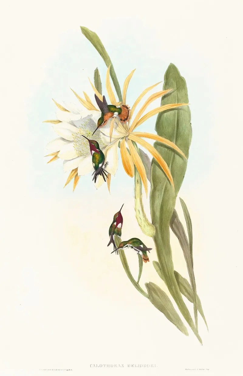 Calothorax Heliodori Wall Art by John Gould - High-Resolution Digital Print