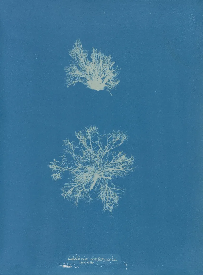 Calothrix Confervicola Wall Art by Anna Atkins - High-Resolution Digital Print