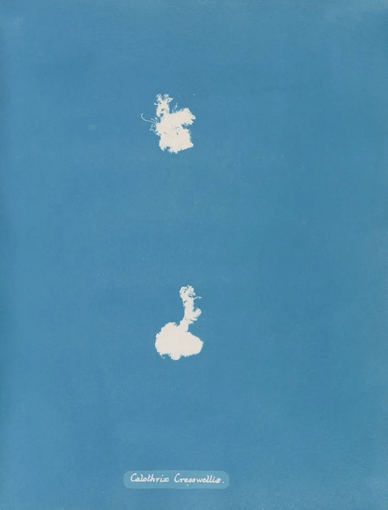 Calothrix Cresswelliae Wall Art by Anna Atkins - High-Resolution Digital Print