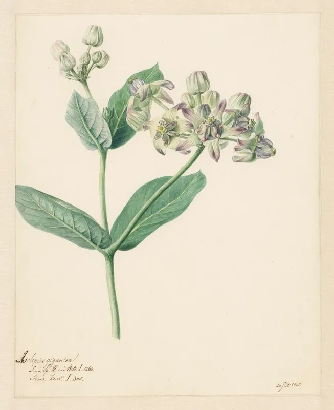 Calotropis Wall Art by Hendrik Schwegman - High-Resolution Digital Print