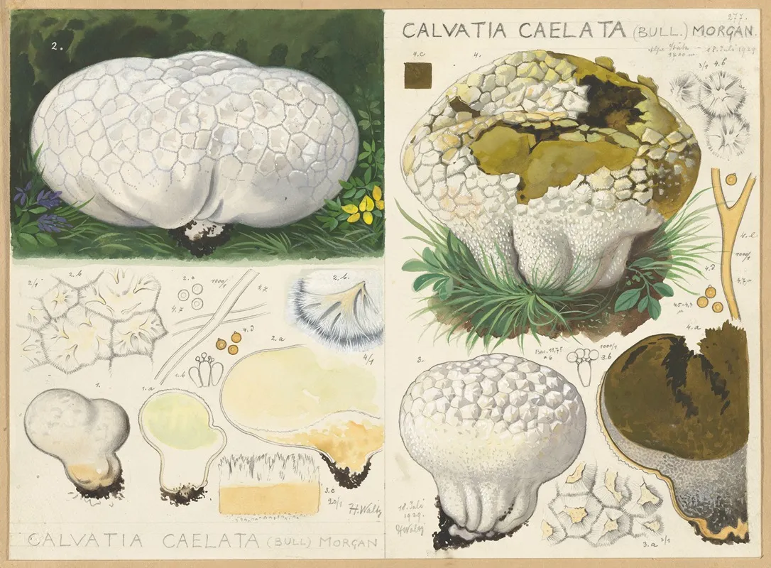 Calvatia Caelata Bull Morgan Wall Art by Hans Walty - High-Resolution Digital Print
