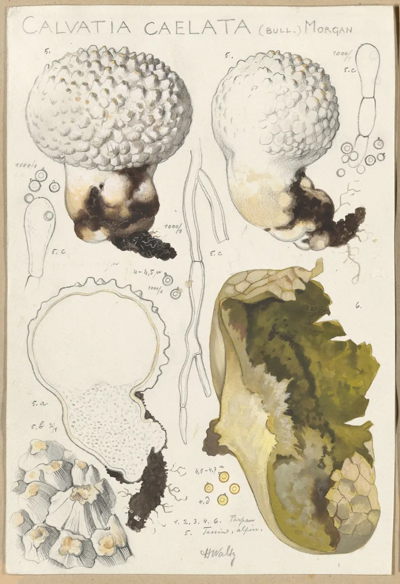 Calvatia Caelata Wall Art by Hans Walty - High-Resolution Digital Print