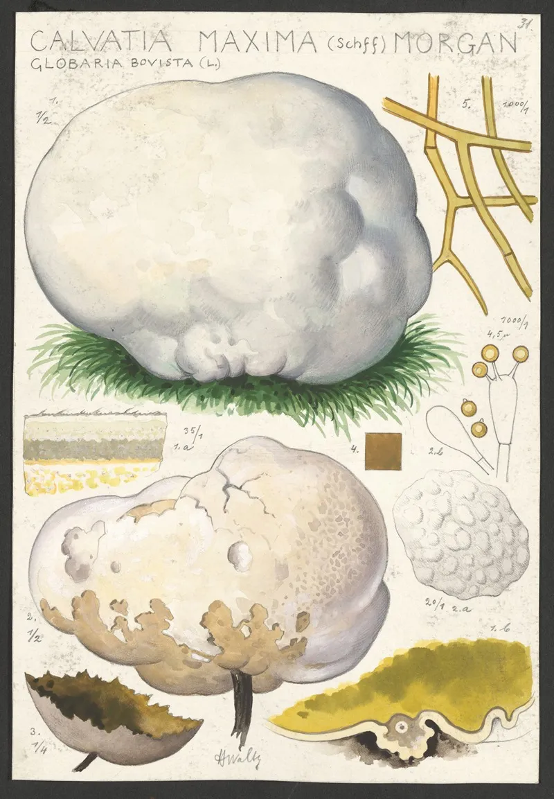 Calvatia Maxima Schff Morgan Globaria Bovista L Wall Art by Hans Walty - High-Resolution Digital Print