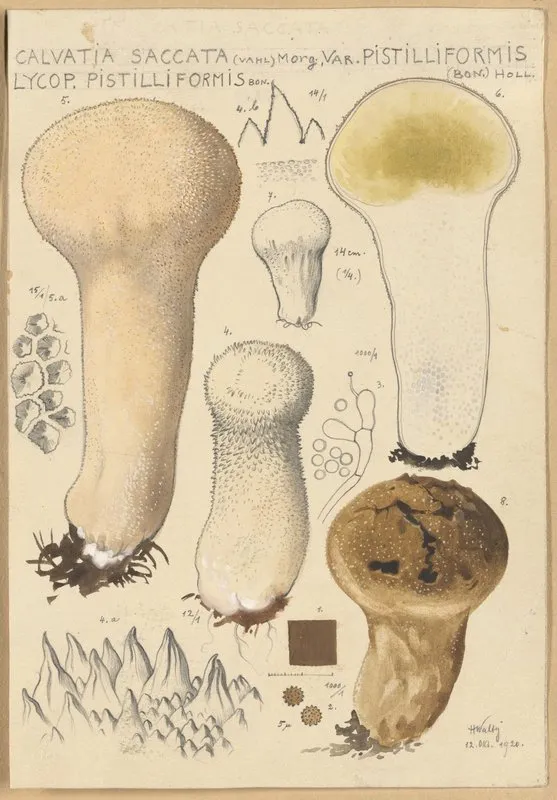 Calvatia Saccata Var Pistilliformis Wall Art by Hans Walty - High-Resolution Digital Print