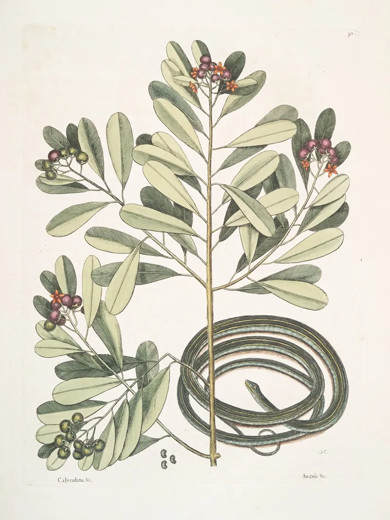Calyculato Anguis Gracilis Fuscus The Ribbon Snake Wall Art by Mark Catesby - High-Resolution Digital Print