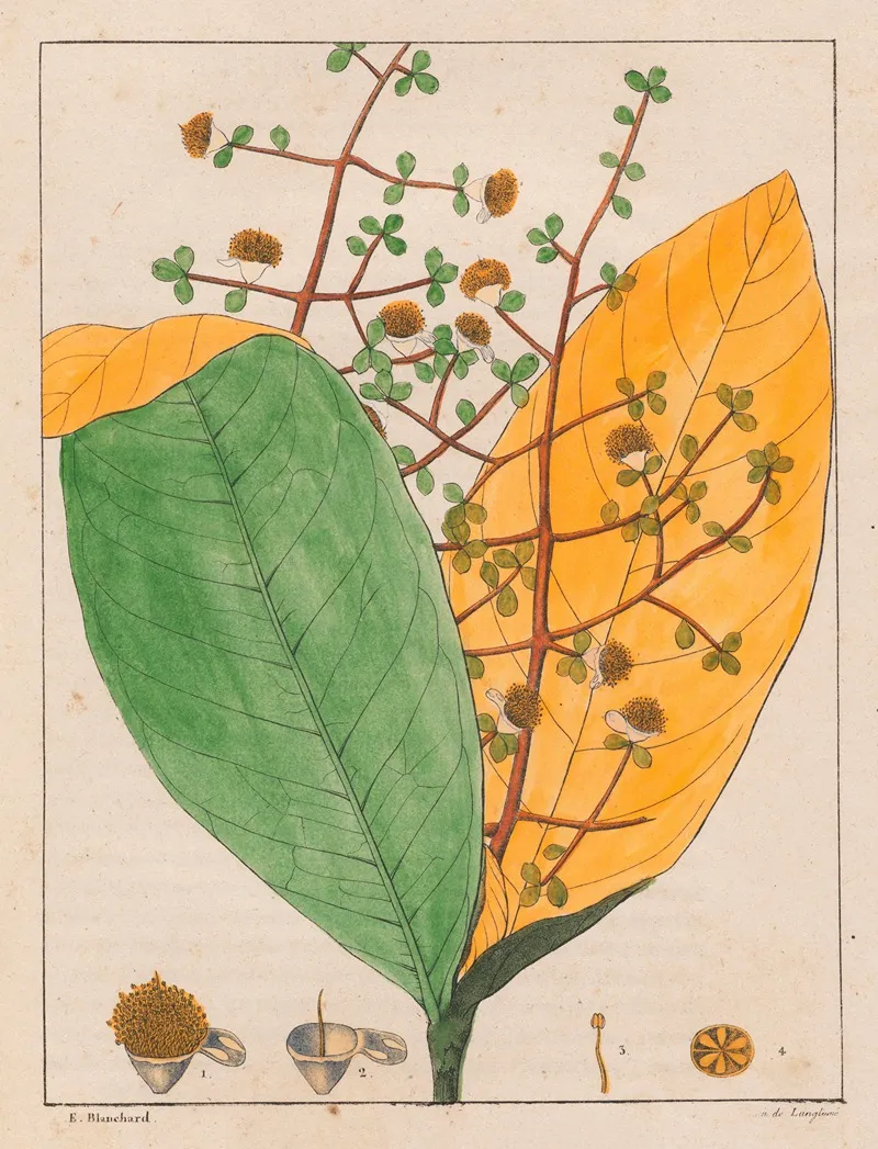 Calyptranthes Aromatica Wall Art by Auguste de Saint-Hilaire - High-Resolution Digital Print