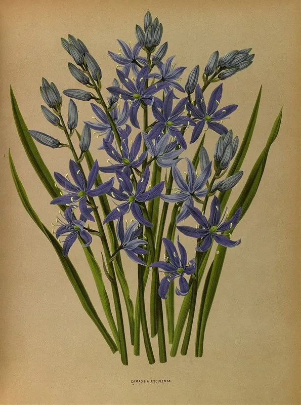 Camassia Esculenta Wall Art by Arentina Hendrica Arendsen - High-Resolution Digital Print