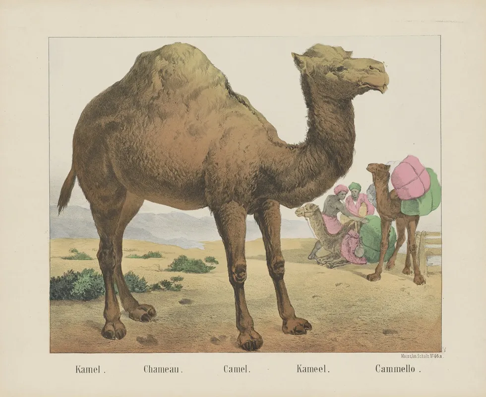 Camel 3 Wall Art by Joseph Scholz - High-Resolution Digital Print