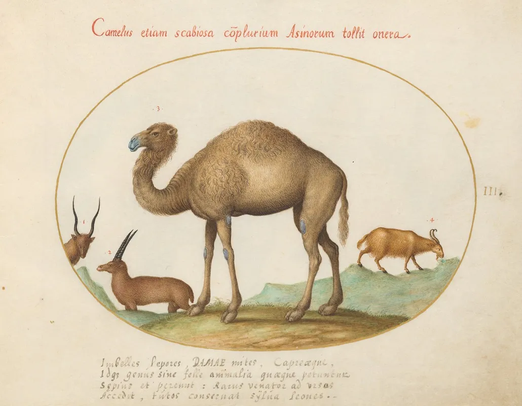 Camel Ibex And Goat