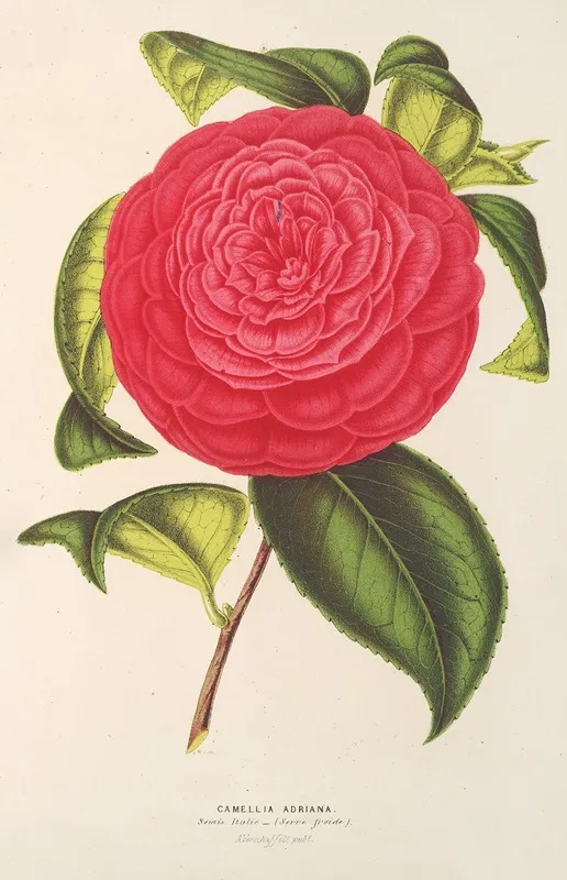 Camellia Adriana Wall Art by Charles Antoine Lemaire - High-Resolution Digital Print