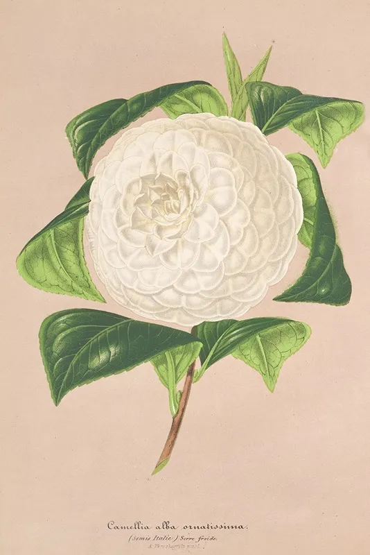 Camellia Alba Ornatissima Wall Art by Charles Antoine Lemaire - High-Resolution Digital Print