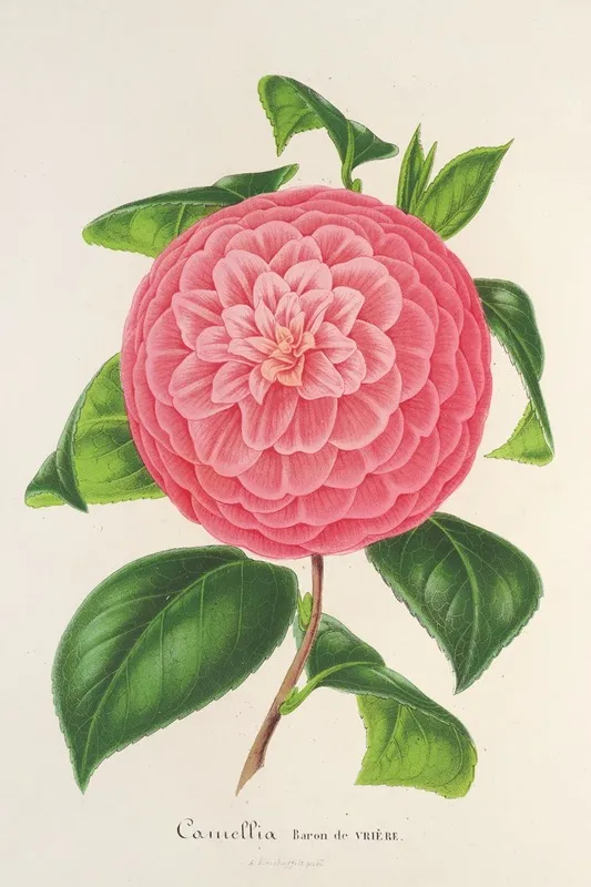 Camellia Baron De Vriere Wall Art by Charles Antoine Lemaire - High-Resolution Digital Print