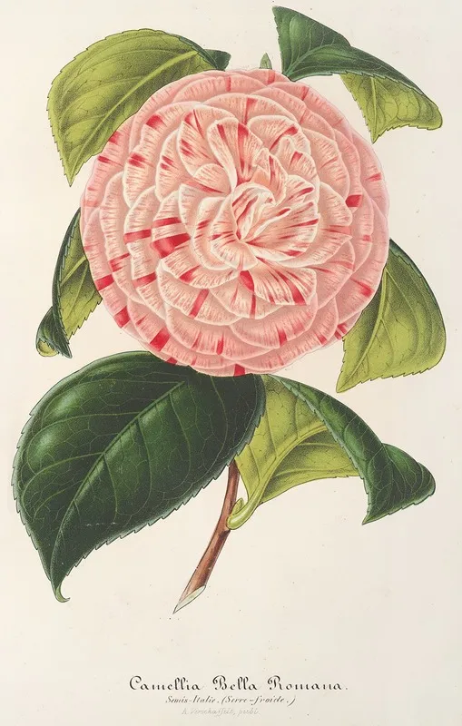 Camellia Bella Romana Wall Art by Charles Antoine Lemaire - High-Resolution Digital Print