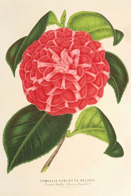 Camellia Cariotta Peloso Hybr Wall Art by Charles Antoine Lemaire - High-Resolution Digital Print
