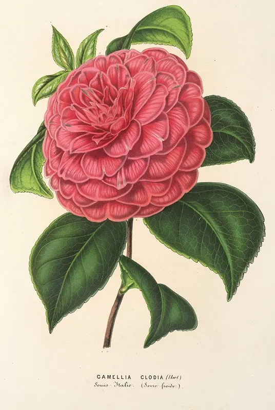 Camellia Clodia Wall Art by Charles Antoine Lemaire - High-Resolution Digital Print