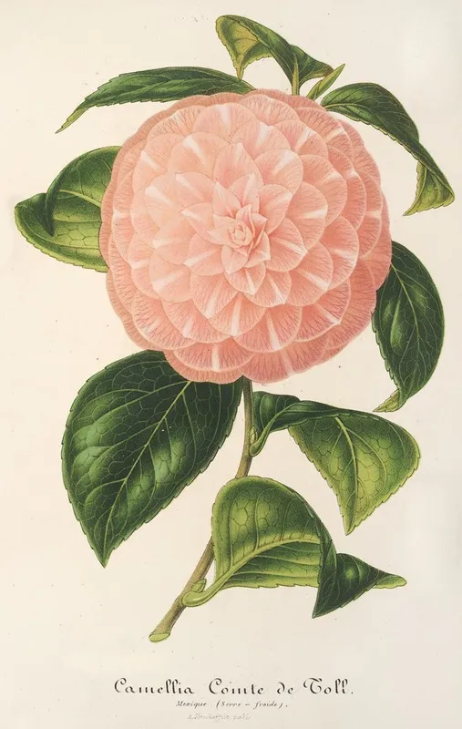 Camellia Comte De Toll Wall Art by Charles Antoine Lemaire - High-Resolution Digital Print