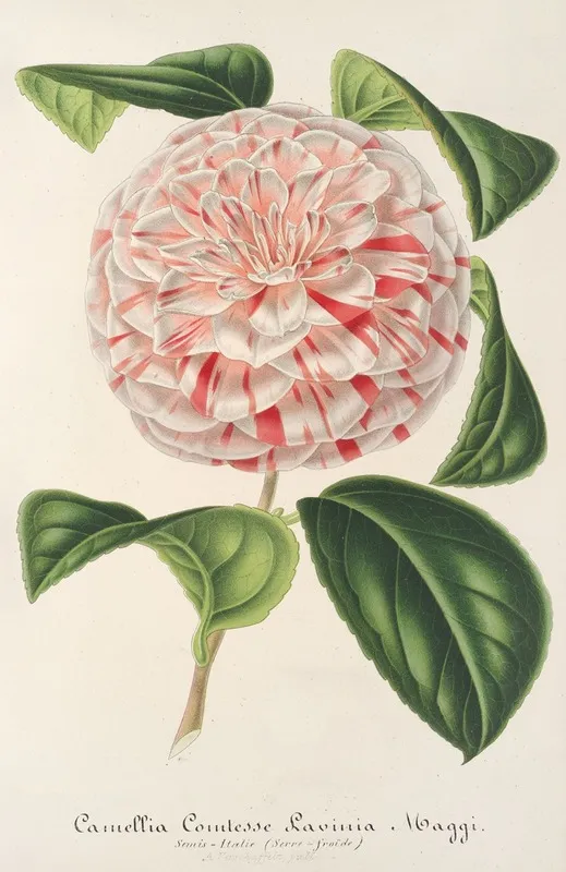 Camellia Comtesse Lavinia Maggi Wall Art by Charles Antoine Lemaire - High-Resolution Digital Print