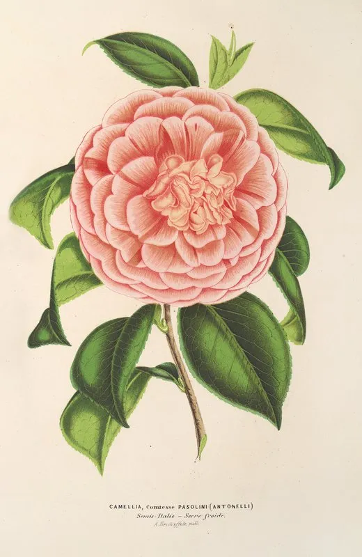 Camellia Contessa Pasolini Wall Art by Charles Antoine Lemaire - High-Resolution Digital Print