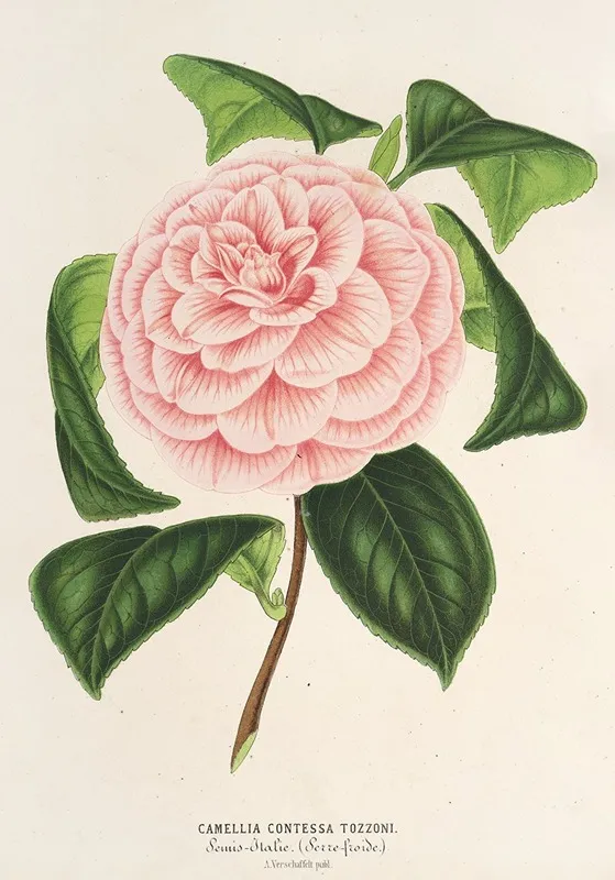 Camellia Contessa Tozzoni Wall Art by Charles Antoine Lemaire - High-Resolution Digital Print