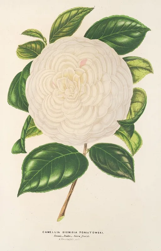 Camellia Dionisia Poniatowski Wall Art by Charles Antoine Lemaire - High-Resolution Digital Print