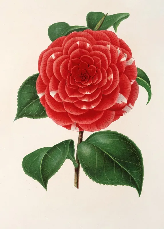 Camellia Don Carlos Ferdinando Wall Art by Charles Antoine Lemaire - High-Resolution Digital Print