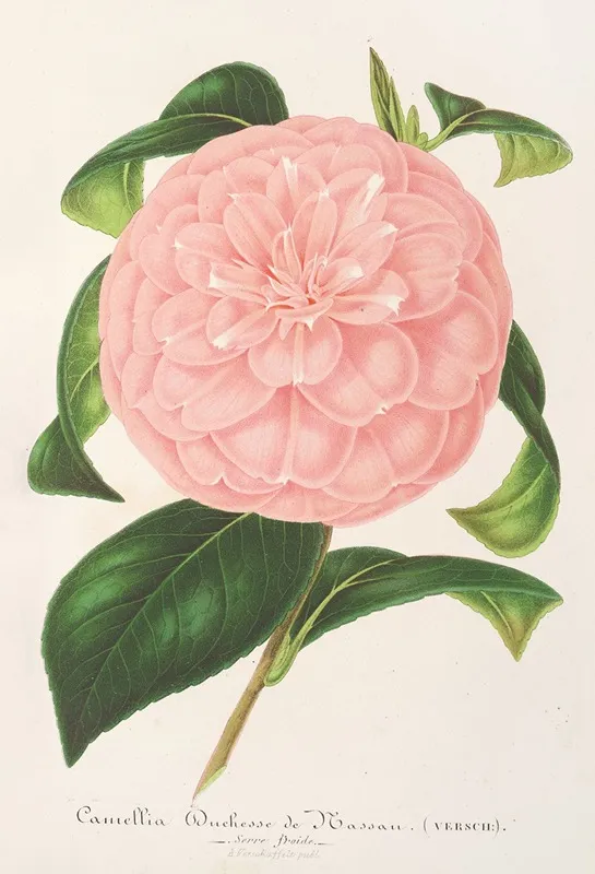 Camellia Duchesse De Nassau Wall Art by Charles Antoine Lemaire - High-Resolution Digital Print