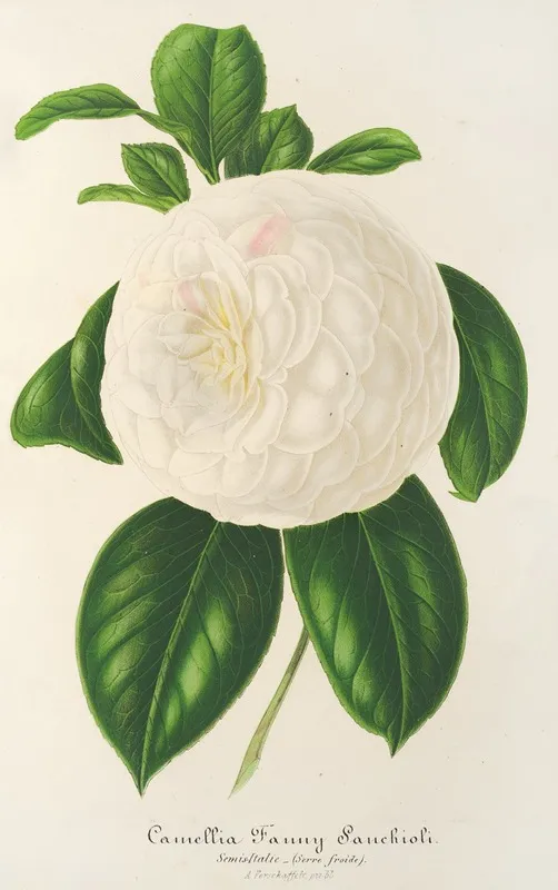 Camellia Fanny Sanchioli Wall Art by Charles Antoine Lemaire - High-Resolution Digital Print