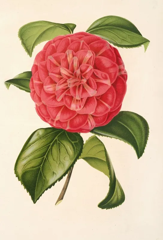 Camellia Francesco Burlamachi Wall Art by Charles Antoine Lemaire - High-Resolution Digital Print