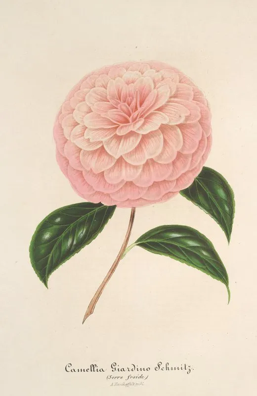 Camellia Giardino Schmitz Wall Art by Charles Antoine Lemaire - High-Resolution Digital Print