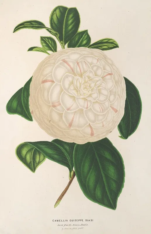 Camellia Giuseppe Biasi Wall Art by Charles Antoine Lemaire - High-Resolution Digital Print