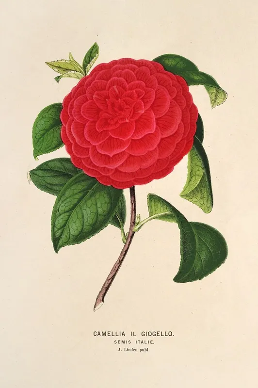 Camellia Il Giogello Wall Art by Charles Antoine Lemaire - High-Resolution Digital Print