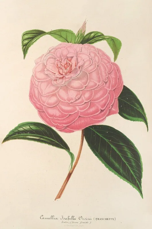 Camellia Isabella Orsini Franchetti Wall Art by Charles Antoine Lemaire - High-Resolution Digital Print