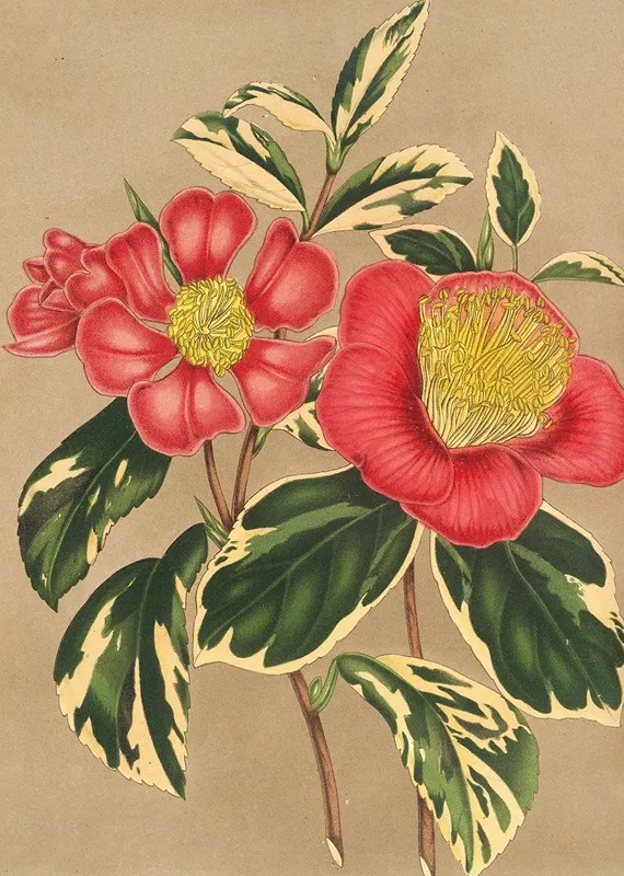 Camellia Japonica Sesanqua Wall Art by Charles Antoine Lemaire - High-Resolution Digital Print