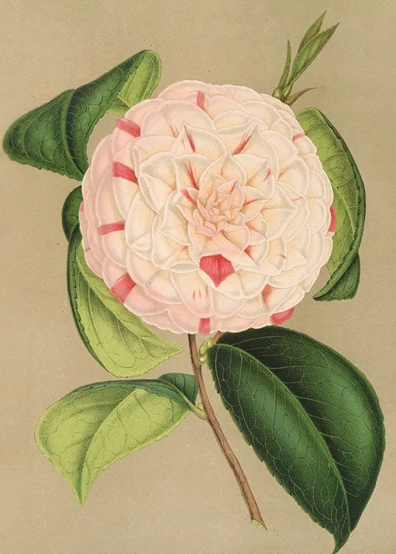 Camellia Luisa Bartoloni Wall Art by Charles Antoine Lemaire - High-Resolution Digital Print