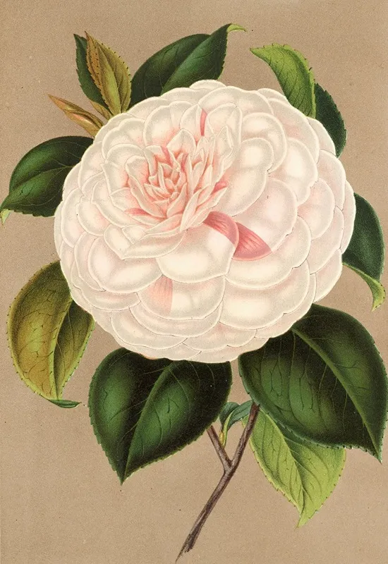 Camellia Madame Cachet Wall Art by Charles Antoine Lemaire - High-Resolution Digital Print