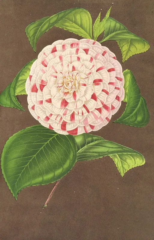 Camellia Madame Verschaffelt Wall Art by Charles Antoine Lemaire - High-Resolution Digital Print